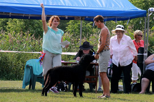 Todo, exc. 2V in Working dog class